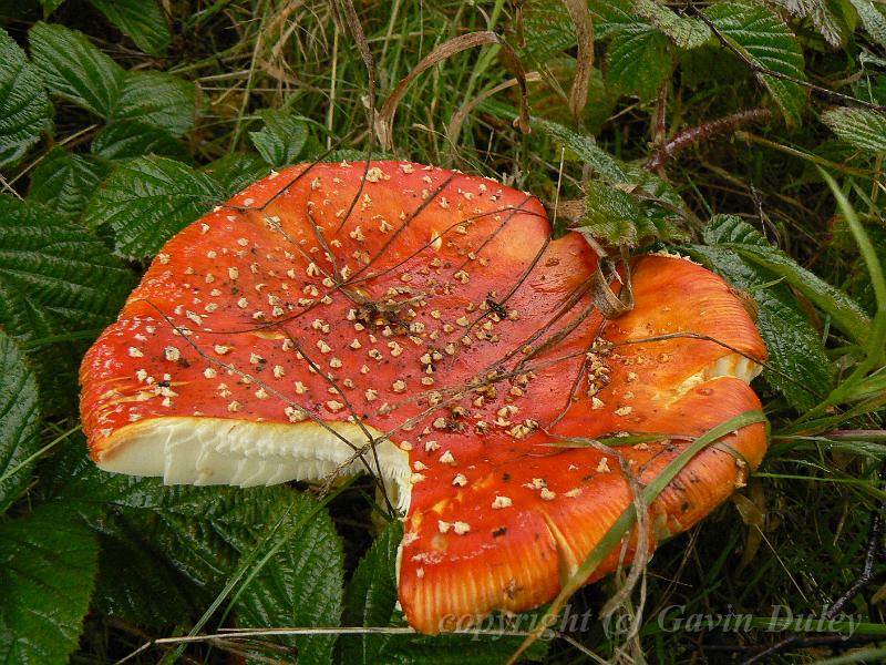 Poisonous fungi (probably Amanita), Hampstead Heath P1140699.JPG